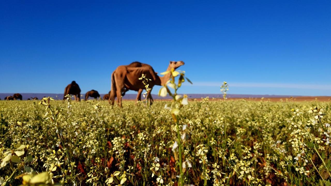 Hotel Sahara Luxury Camp Vip Merzouga Exteriér fotografie